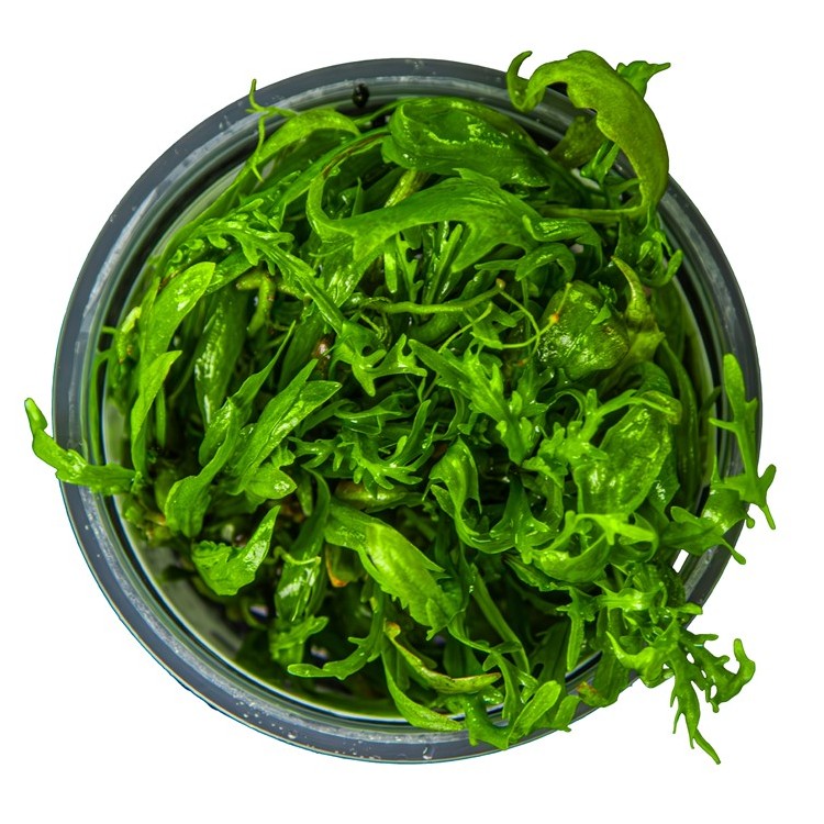 Planta acvariu Hygrophila odora in vitro Tropica - imagine 6